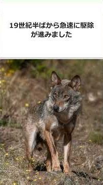 体重12kg、わずか100年で絶滅したニホンオオカミの真実