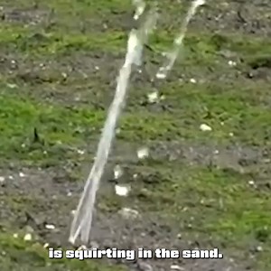 These clams are super freaky. | Jacob Colvin