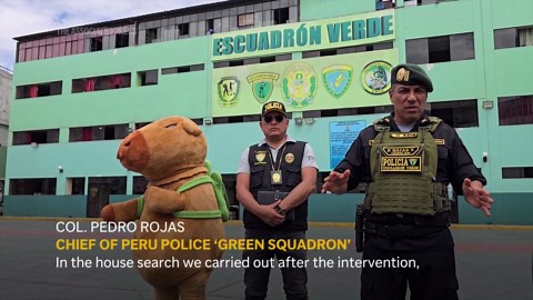 Peruvian police officer wears capybara costume disguise to make arrest in drug probe