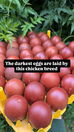 🍃French Black Copper Marans🍃 . There are a few feather colors of French Marans out there. We choose to work with the French Black Copper over a decade ago because we love the way they look, their personality, and they have the capacity to lay the darkest of the eggs of the marans family. Here is the link to reserve some these incredible chicks for the 2026 season: https://www.alchemistfarm.com/product/french-black-copper-marans/ 🍃 Pronounced Mah-rons (if saying it in French) these birds are n