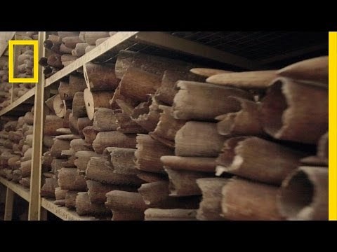 Series Intro: Inside the Ivory Trade | Battle for the Elephants