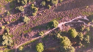 Champs de bruyère violette en fleur : vidéo de stock (100 % libre de droit) 3884212997 | Shutterstock