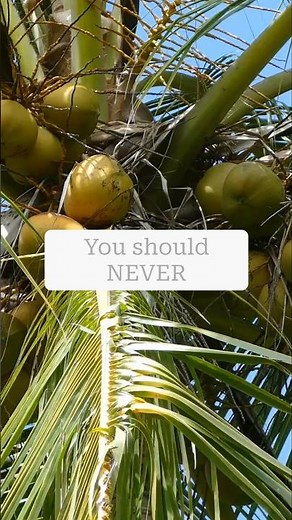 Why This Fruit Is Called The "Dynamite Tree" #shorts #viralshorts #plants