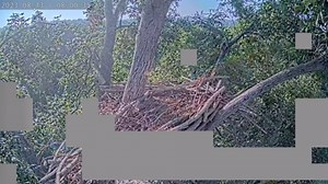 5.1K views · 72 reactions | National Hummingbird Day Not only is...