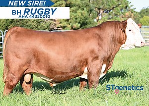14 reactions | This NEW STgenetics® Beef Hereford sire is the cowboy...