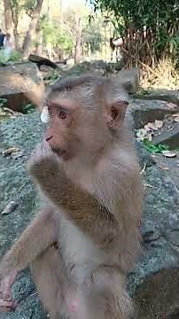 Unbelievable Monkey Behavior Caught on Camera! 🤯 | Going Viral Worldwide