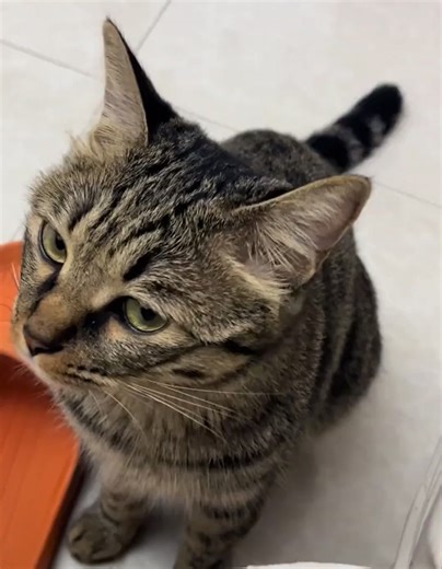 网友在猫猫去世十年后找到了它当年藏在角落的铃铛，这场游戏在十年后还是她赢了。