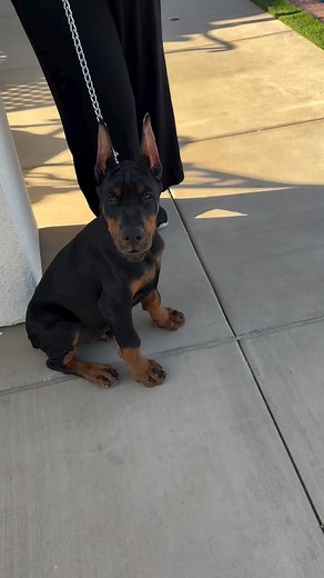 european doberman american vs european doberman difference between american and european doberman red european doberman female european doberman brown european doberman european doberman lifespan european doberman puppy european doberman size european doberman and american doberman european doberman adoption european doberman and american doberman mix european doberman average weight european doberman albino european doberman australia european doberman adult european doberman and american dober
