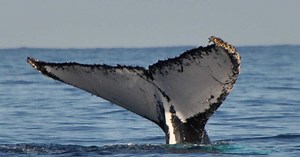 Urine, peau, excréments... Comment les baleines fertilisent les écosystèmes marins