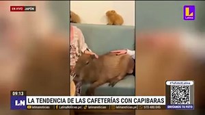 Cafeterías en Japón ofrecen una experiencia única: café entre capibaras