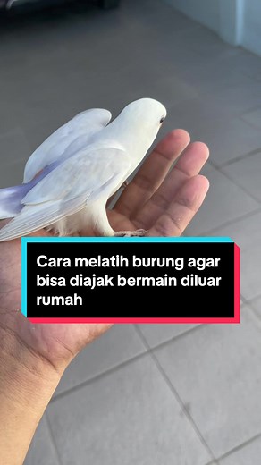 Jadi kali ini aku bakal kasih tau kalian gimana caranya ngelatih burung supaya bisa diajak bermain diluar rumah dengan aman,tapi sebaiknya kalo mau dibawa jalan jalan tetap gunakan safety rope yaa👌 #infinityparrot #jualburungpintar #jualburungjinak #freeflyingparrot #parrotsoftiktok