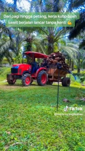  Kubota L3200 beraksi di ladang sawit!  Dari pagi hingga petang,...