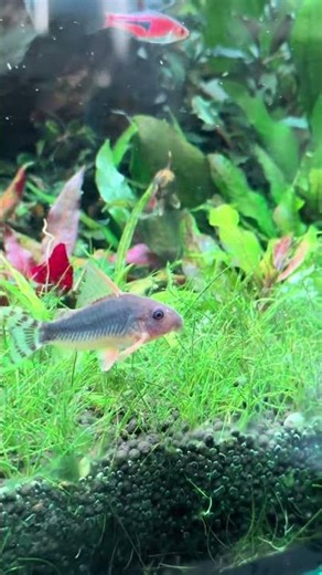 “Bronze Corydoras in Action 🐟✨ | Cute Bottom Dwellers”