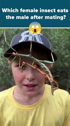 Which female insect eats the male after mating?