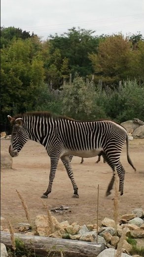 Berlin Tiergarten Highlights – From Giraffes to Snow Leopards