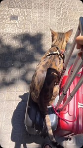 Traveling with a cat in cabin Ever tried carrying a cat through airport security? It’s an adventure. Once you figure it out, traveling with your cat opens up a whole new world. No more week long goodbyes. No more wondering how they’re doing without you. Just you, your cat, and the excitement of the journey ahead. Here’s how I travel smoothly with Mia in the cabin: First, I book a flight that allows pets and immediately call the airline to confirm Mia’s spot. Most airlines have a strict limit on 