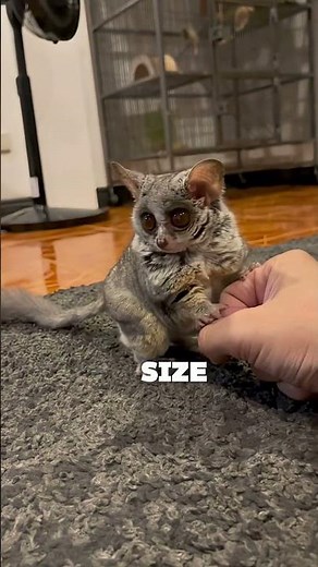 This Isn’t a Monkey… So What Is It? 👀