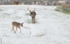 High Fence vs. Free Range: A Deer Hunter's View from Both Sides | Deer & Deer Hunting