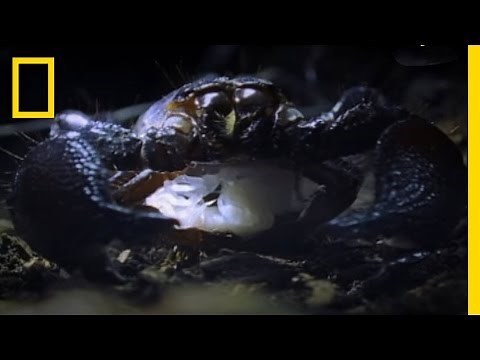Meet the Scorpion Queen | National Geographic