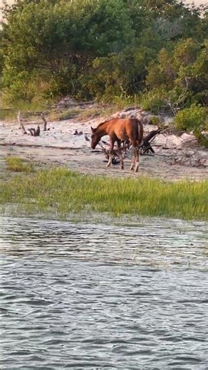 Chincoteague Ponies up close with Captain John