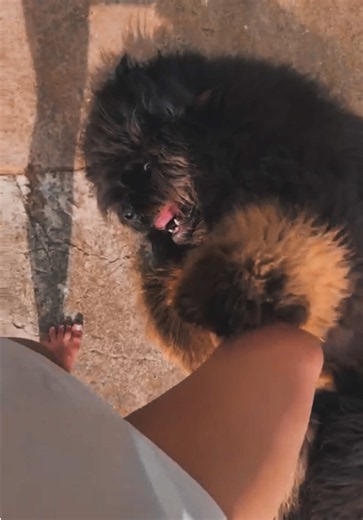 Baby #dog #puppies #pet #tibetanmastiff #тибетськиймастиф