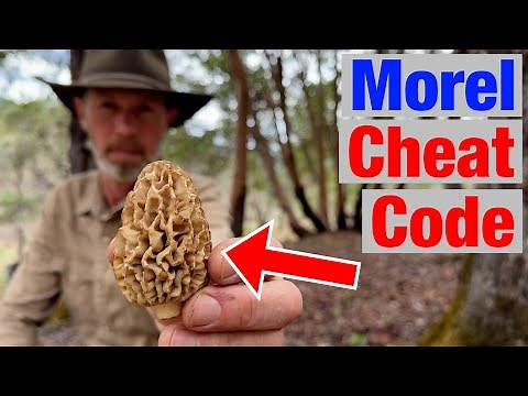 Find 10x More Morels Using This One Trick