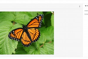 A Climate Based Analysis Of Monarch Butterfly Patterns
