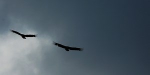 Trump's Spiritual Advisors are Vultures, and Yes, We Should be Concerned