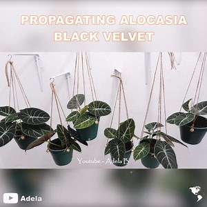 309K views · 8.5K reactions | We'll show you how to multiply fast your Alocasia Black Velvet. Also, repotting and division is well described on how to do it. ☘ Alocasia Black Velvet has its leaves velvety and dark green color. With its white veins prominently shown, it makes this alocasia so pretty! ---------- Credit: Adela | Planty Life  | Indoor Plants Advisors | Facebook