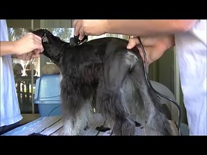 Schnauzer Dog Grooming