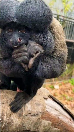 Red-backed Bearded Saki – The Rare Monkey of the Amazon