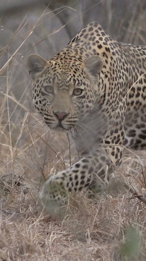 Hosana Hunting See more on the WildEarth App wildearth.tv/app/ #wildearth #animallover #foryou #fyp #xyzcba #wildlife #southafrica #wildeart#animalsofig #power #xyzcab #scary #leopard | Wildearth