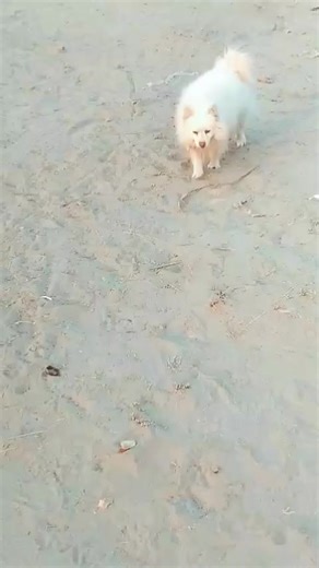 Discover Beautiful Russian Dog Breeds