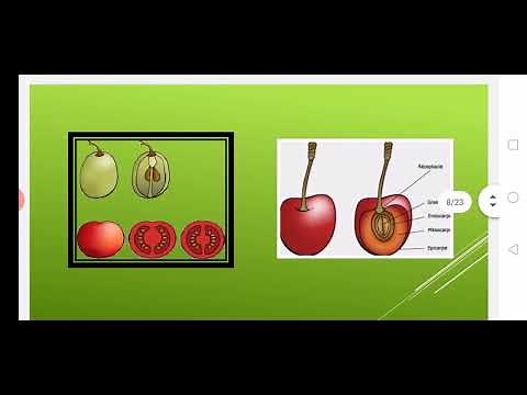 Cours bio végétale Chapitre 4 LE FRUIT