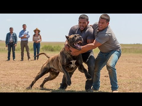 The Most Dangerous Dog in the World - Meet The Presa Canario!