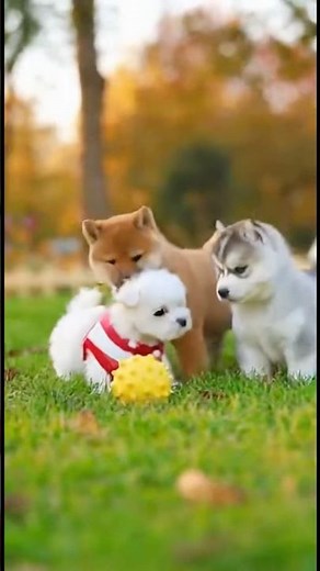 Adorable Maltese, Husky & Shiba Inu Puppies Playing Together on Grass!