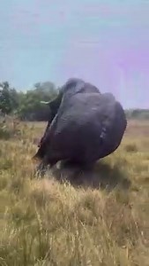 29M views · 538K reactions | 123…sleep!  Recently our team darted...