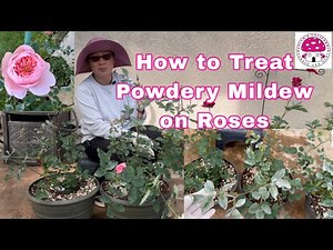 How to Treat Powdery Mildew on Roses|Evelyn’s California Garden and Home|#rosegarden