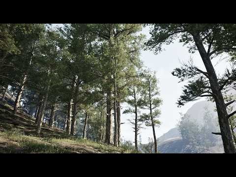 Forest Light Study: Trees Under Dawn to Sunset