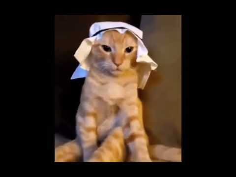 Arabic cat