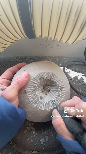 Discovering Rare Bechiceras Ammonite Fossils