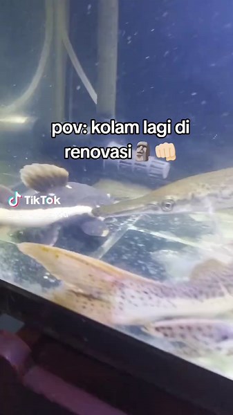 Perbedaan Ikan Leopard dan TSN dalam Kolam Ikan