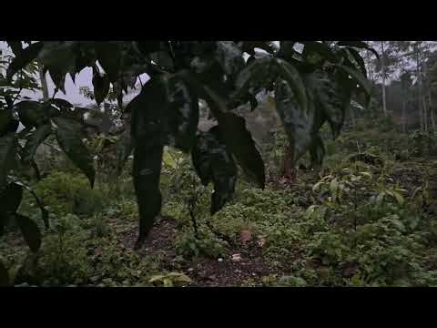 Gentle Water Stream & Frogs ASMR 🌿 30 Minutes | Relax, Deep Sleep & Stress Relief