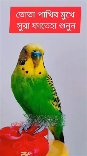 Mindful Melody: The Therapeutic Power of Parrot Vocalizations #Therapeutic_Sounds #bridsvoice