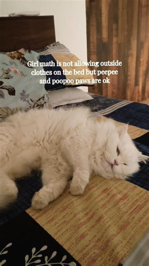 Girl math… but make it CAT logic 🐾💀