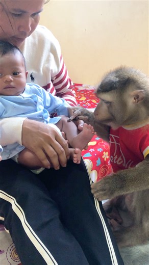 Good Boy Jason Gently Touch Infant Careful To Get Chance Take Care | Monkey Jason