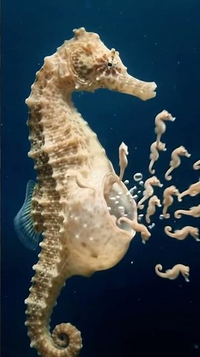 Male Seahorses GIVE BIRTH?! 🤯 The Ocean’s Strangest Pregnancy Explained! 🌊🐴 #science