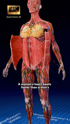 Smart Doctor en Français on Instagram: "Pourquoi le cœur des femmes bat plus vite | Le caché est plus immense ♀️✨ . . Différences de fréquence cardiaque entre les femmes et les hommes Fréquence cardiaque moyenne : Le cœur d'une femme bat en moyenne huit battements par minute plus vite que celui d'un homme. Facteurs contribuant à la différence Hormones : Les différences hormonales, en particulier les œstrogènes, peuvent influencer la fréquence cardiaque et la fonction cardiovasculaire. Métabolism