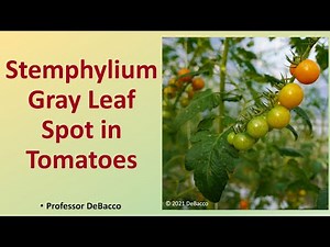 Stemphylium Gray Leaf Spot in Tomatoes