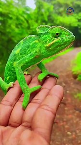 Indian Chameleon is found mainly in India and Sri Lanka, this solitary and slow-moving creature is a silent master of disguise in the wild. 😳 #chameleon #reptiles #wildlife #nature #viralpage #trendingreel #insect #wildlifeplanet #Reels #knowanytime | Know Anytime